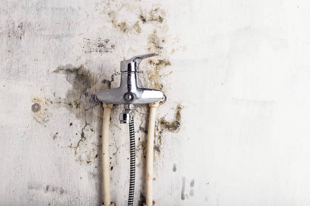 Best Best Mold Removal Companies  in La Villa, TX