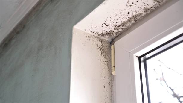 Mold Testing and Removal in La Villa, TX