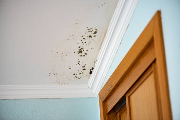 Best Mold Removal Company Near Me  in La Villa, TX