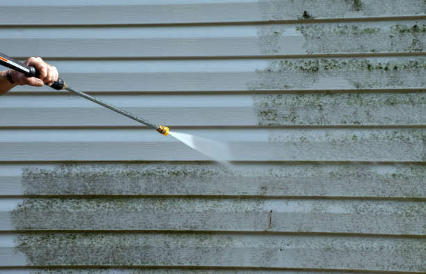 Best Professional Mold Removal  in La Villa, TX