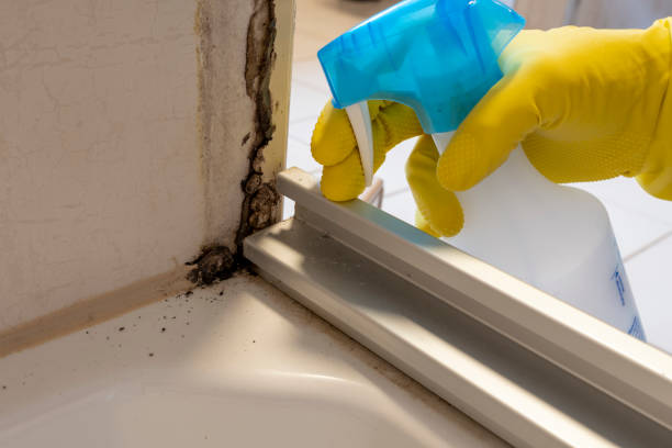 Trusted La Villa, TX Mold Removal Experts
