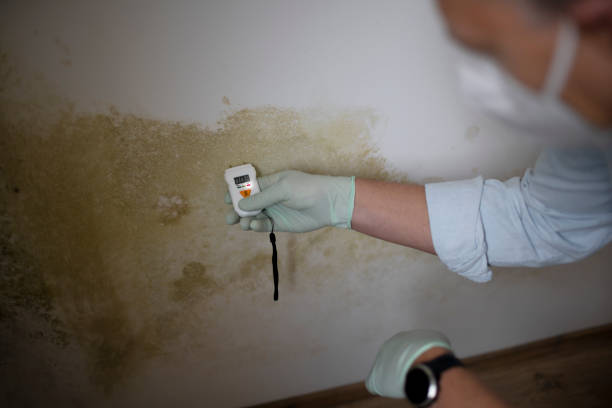 Best Local Mold Removal Service  in La Villa, TX