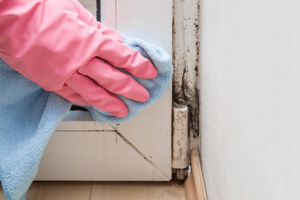 Crawl Space Mold Removal in La Villa, TX